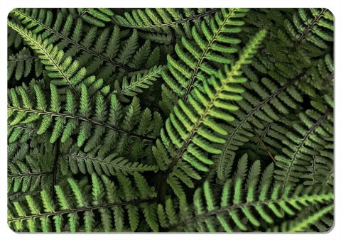 Podkładka - FERNS - 29 cm x 42 cm Bertoni Podkładka - FERNS - 29 cm x 42 cm Bertoni